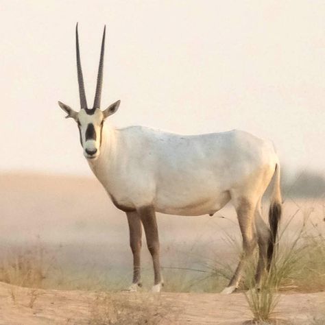 Arabian Oryx, Finger Painting, D 2, Animals Wild, Jordan, Miniatures, Animals