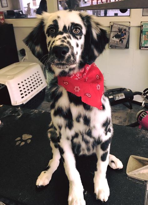 Long Haired Dalmatian Puppy😍 Long Hair Dalmatian Puppy, Long Coated Dalmatian, Dalmatian Long Hair, Long Haired Dalmatian Puppy, Long Coat Dalmatian, Fluffy Dalmatian, Long Haired Dalmatian, Long Haired Dogs, Dalmatian Puppy