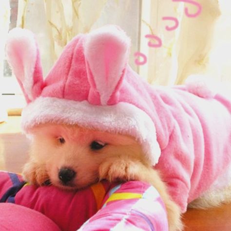 [Visit to Buy] Easter Bunny Pet Dog Costume Clothes Hooded Coat Clothing for Dogs Fleece Cat Puppy Warm Rabbit Dressing Up Outfit 21 #Advertisement Dogs Costumes, Christmas Pet Clothes, Dog Christmas Clothes, Bulldog Clothes, Puppy Costume, Warm Jackets, Cat Apparel, Dog Winter, Dog Fleece