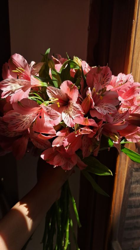 Peruvian Lily, Peruvian Lilies, Beautiful Flowers, Blossom, Lily, Cottage, Plants, Flowers, Floral