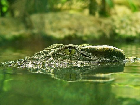 Crocodile Pictures, Crocodile Species, Crocodile Eyes, Crocodile Tattoo, Crocodile Illustration, Crocodile Animal, Dangerous Animals, In The Zoo, Marine Mammals