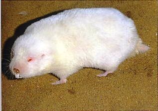 Albino Mole Mole Animal, White Mole, Standing Out In A Crowd, Mole Rat, White Animals, Pink Eyes, White White, Mole, Rats