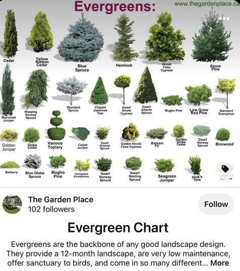 Evergreen Landscape, Conifers Garden, Landscaping Trees, Evergreen Garden, Privacy Landscaping, Front Yard Garden Design, Front Landscaping, Home Decor Ideas Living Room, Lawn And Landscape