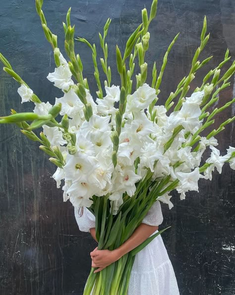 Gladiolus Wedding Flowers, Gladiolus Wedding, Gladiolus Bouquet, Gladiolus Arrangements, Gladiolus Flower, Flower Identification, Large Flower Arrangements, Fancy Flowers, Boquette Flowers