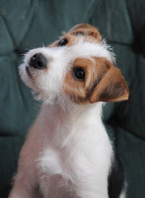 Top 10 Things Jack Russell Terriers Don’t Like Lilly James, Jack Russell Puppies, Russel Terrier, Parson Russell Terrier, Jack Russell Dogs, Dogs Lover, Jack Russells, Fox Terriers, Jack Russel