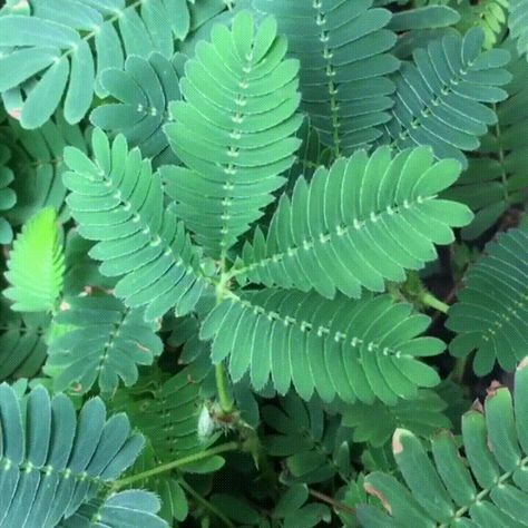 Are Plants Intelligent? Science is Beginning to Think So Touch Me Not Plant, Mimosa Plant, Mimosa Pudica, Sensitive Plant, Root Structure, Plants Nature, Plant Science, Mimosa, Amazing Nature