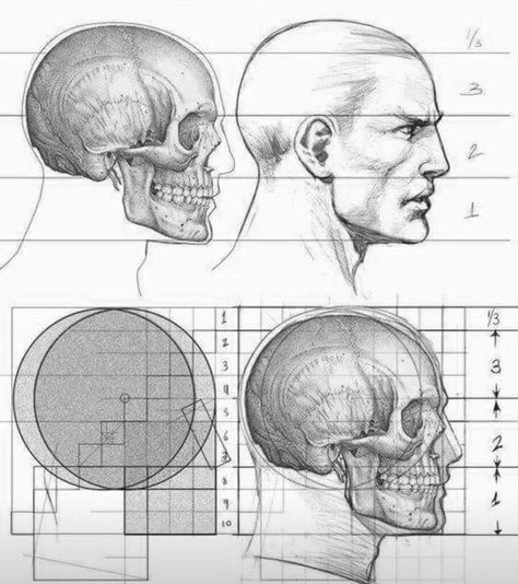 Head Proportions Reference, Human Head Proportions, Head Proportions Anatomy, Head Proportions Drawing, Head Proportions, Penny Art, Anatomy Head, Head Anatomy, Face Anatomy