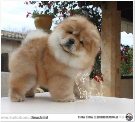 Chow Chow Chow Chow White, Puppy Chow Chow, Chow Chow Puppies, Chow Puppies, Chow Chow Puppy, Dogs Stuff, Chow Chow Dogs, About Dogs, Puppy Chow