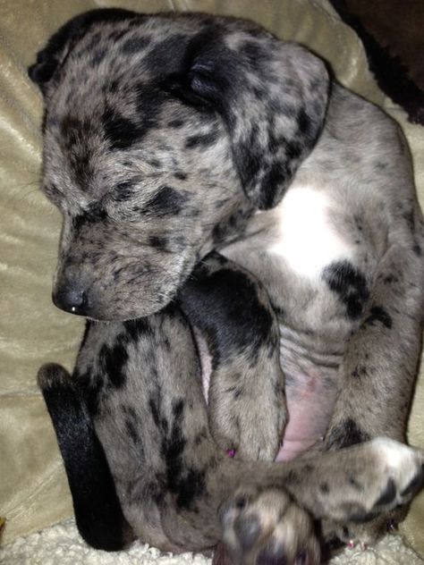 You never know when Catahoula puppy take a break Merle Puppies, Catahoula Leopard Dog Puppy, Police Dog Names, Bengal Cat Names, Catahoula Puppies, Louisiana Catahoula Leopard Dog, Adopt A Puppy, Rottweiler Training, Hog Hunting