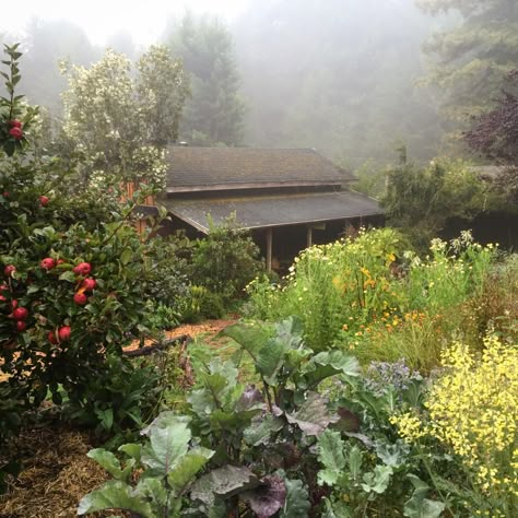 Salmon Farming, Mendocino Coast, Purple Tree, The Redwoods, Living Off The Land, Off Grid Living, Family Farm, Permaculture, Dream Garden