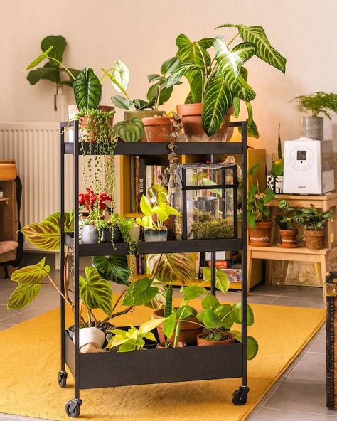 Inspiration gallery - IKEA Nissafors Ikea, Ikea Plants, Gallery Wall Inspiration, House Plants Decor, Ikea Family, Diy Crafts Room Decor, Inspiration Wall, Interior Design Ideas, Stylish Home