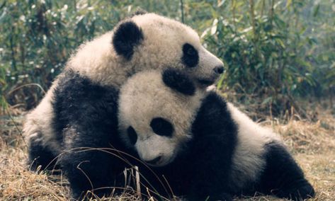 Giant Pandas | Photos | WWF Wwf Logo, Holiday Memes, Pandas Playing, Raccoon Family, Family World, Panda Bears, Panda Love, Giant Panda, Baby Panda