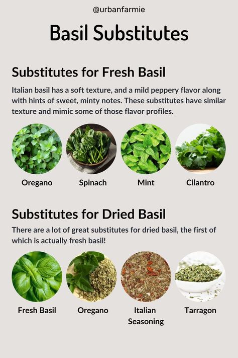 Basil is a beautiful summertime ingredient, but occasionally you want to use fresh or dried basil in a dish, and well, you just don't have it. See below for the best basil substitutes (both fresh and dried). Cilantro Substitute, Spring Veggies, Dried Basil, Clam Recipes, Veggie Food, Cooking Tutorials, Healthy Clean Eating, Vegetarian Recipes Easy, Fun Dinners