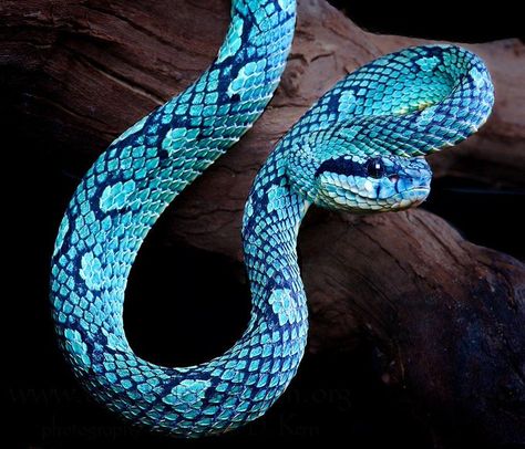 Insertado African Bush Viper, Danger Noodles, Cool Snakes, Types Of Snake, Colorful Snakes, Pretty Snakes, Snake Wallpaper, Blue Snake, Snake Lovers