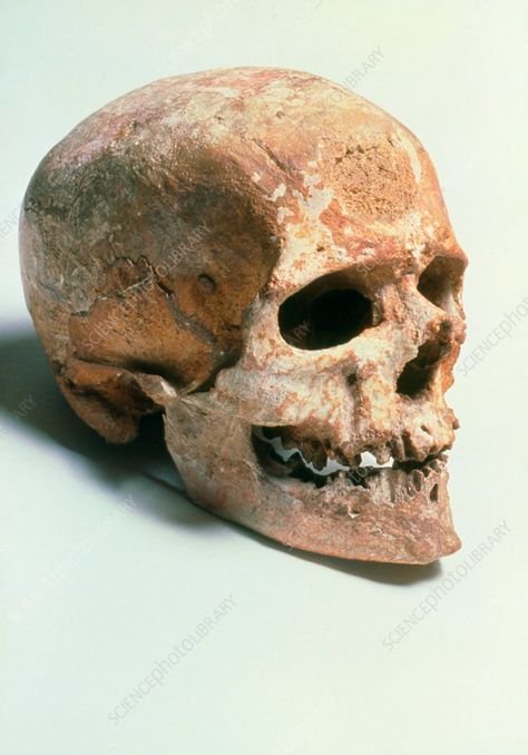 Cro-Magnon 1 skull - Stock Image - E439/0007 - Science Photo Library Human Evolution Tree, Skull Side View, Skull Photography, Cro Magnon, High Forehead, Brain Size, Wolf Hybrid, Neo Tokyo, Western Asia