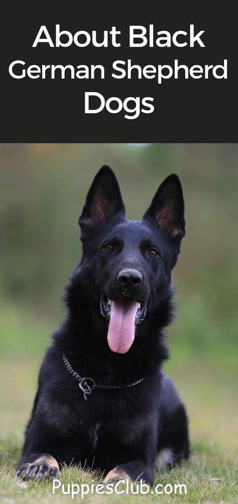 Black Shepherd German, Black German Shepherd Tattoo, Black Shepards, All Black German Shepard, Black German Shepherd Aesthetic, All Black German Shepherd, Black Sable German Shepherd, Shepherd Quotes, Black Gsd