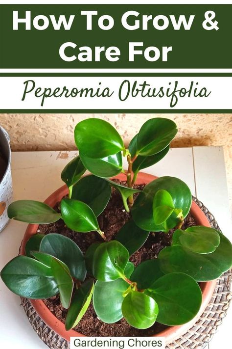 How to Care for the Baby Rubber Plant (Peperomia Obtusifolia) Rubber Plant Indoor, Plant Peperomia, Rubber Plant Care, Baby Rubber Plant, Peperomia Obtusifolia, Succulent Leaves, Peperomia Plant, Plant Zones, Plant Care Houseplant