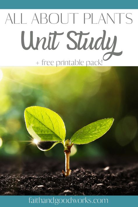 Plant Cell Structure, List Of Vocabulary Words, Soil Microorganisms, Unit Studies Homeschool, Plants Unit, Plant Activities, Plant Study, About Plants, Plant Cell