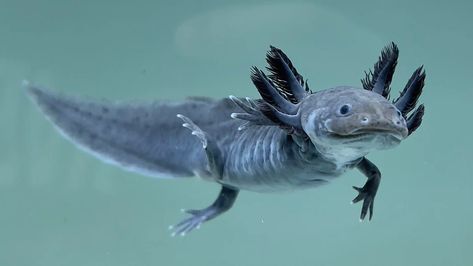 Axolotl Photography, Axolotl Photo, Axolotl Reference, Axolotl Morphs, Gfp Axolotl, Axolotl Colors, Aesthetic Axolotl, Axolotl Swimming, Axolotl Aesthetic