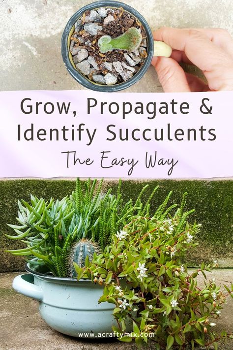 Water-wise succulents are easy to grow making them the ideal choice for any garden. There are thousands of different species, each with their own unique colors, textures, and shapes. This article shares some of my secrets to identifying them along with tips to propagate them. #ACraftyMix Repot Succulents, How To Propagate Succulents, Succulent Garden Outdoor, Propagate Succulents From Leaves, Propagate Succulents, Kaktus Dan Sukulen, Succulent Collection, Propagating Succulents, Succulent Soil