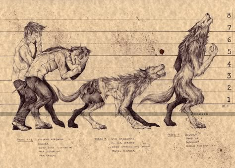 Werewolf Lore - The Hollows Werewolf Transformation, Big Poster, Werewolf Aesthetic, Folklore Art, Werewolf Art, 다크 판타지, Remus Lupin, Mythology Art, Mythological Creatures