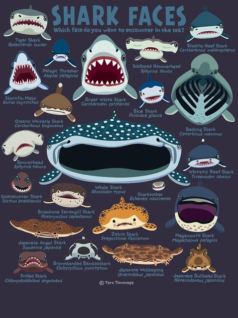 "Shark Faces" T-shirt for Sale by vimytaro | Redbubble | love shark face t-shirts - shark t-shirts - whale shark t-shirts Fun Facts About Sharks, Face Illustrations, Oceanography Marine Biology, Cool Sea Creatures, Biology Poster, Shark Species, Shark Painting, Shark Illustration, English Names