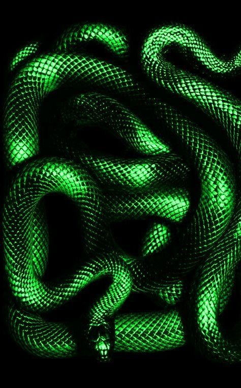 Thats Me, Ancient Houses, Dark Green Aesthetic, Snake Art, Broken Images, Slytherin Aesthetic, Green Snake, Green Goddess, Color Inspo