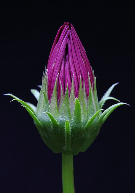 ~~Closed on Saturdays & Sundays :-) by AnyMotion ~ Gazania~~ Black Background Photography, Beauty Of Flowers, Floral Photography, Background Photography, Flower Photography, Flower Bud, Exotic Flowers, Flower Beauty, Types Of Flowers