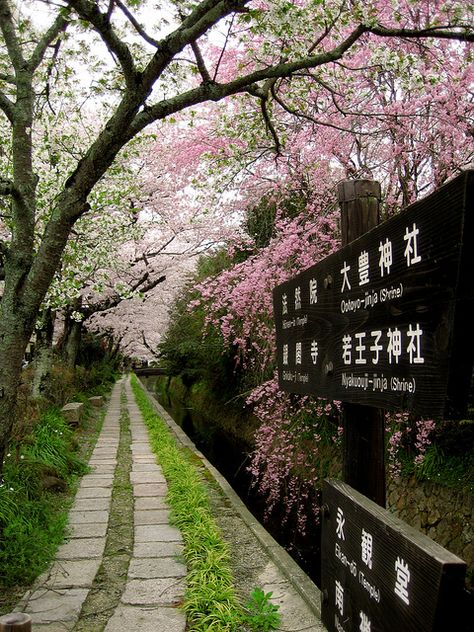 Philosopher's Path, Kyoto#Japan Isabella Core, Kimono Gallery, Asia Trip, Go To Japan, Blossom Trees, Kyoto Japan, Rising Sun, East Asia, Japanese Garden