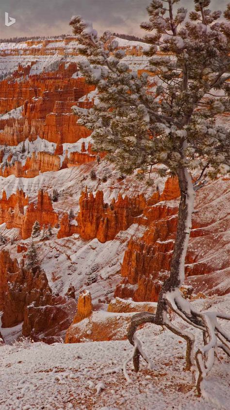 Visiting The Grand Canyon, Phone Wallpaper Boho, Telephone Accessories, Bryce Canyon National Park, Bryce Canyon, Wallpaper For Your Phone, Phone Backgrounds, Phone Covers, Beautiful World