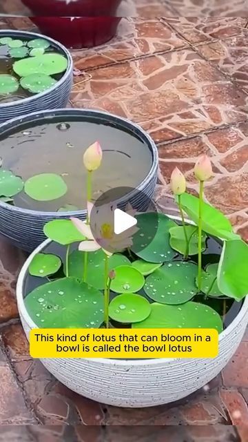 How To Grow Hydroponic Plants, Bowl Lotus Plant, Lotus Flower Growing, Bowl Lotus, Lotus Flower Seeds, Seeds Benefits, Lotus Garden, Lotus Plant, Indoor Water Fountains