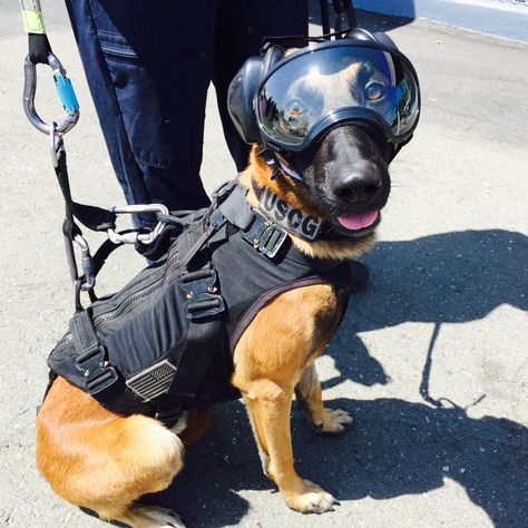 Ricky is suited up and ready to jump out of a helicopter. Tactical Outfit, K9 Dogs, Military Working Dogs, Malinois Dog, Police K9, Military Dogs, Police Dogs, Belgian Malinois, Guard Dogs