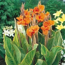 Canna Lily Bulbs For Sale | Buy Flower Bulbs in Bulk & Save Van Zyverden, Lily Seeds, Summer Bulbs, Canna Lily, Lily Bulbs, Fleur Orange, Lily Plants, Summer Plants, Bengal Tiger