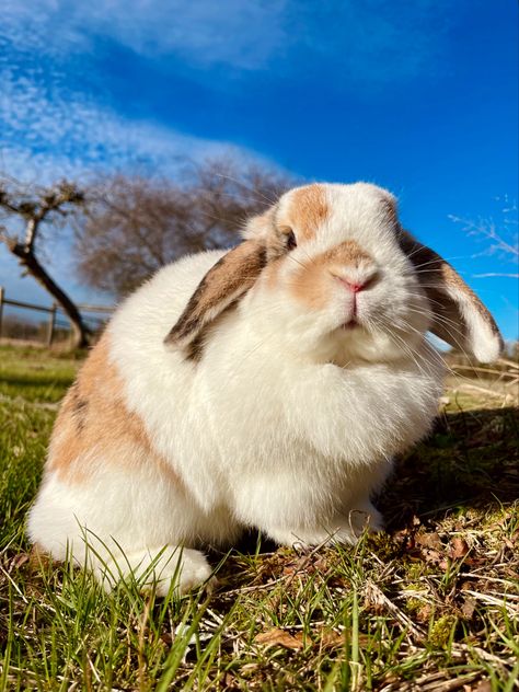 Bunny Tips, Holland Lop Rabbit, Lop Bunnies, Holland Lop Bunnies, Lop Eared Bunny, Lop Rabbit, Rabbit Wallpaper, Holland Lop