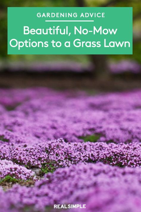 Beautiful, No-Mow Alternatives to a Grass Lawn | Transform your backyard or front yard with these low-maintenance grass alternatives that are easy to take care of and require little to no upkeep. #gardenideas #realsimple #grasstips #lawntips Thyme Grass Lawn Alternative, Thyme Lawn Grass Alternative, Grass Yard Alternatives, Natural Ground Cover, Creeping Thyme Yard, Shade Lawn Alternative, Creeping Thyme Ground Cover Lawn Alternative, Walkable Ground Cover Grass Alternative, How To Plant Creeping Thyme