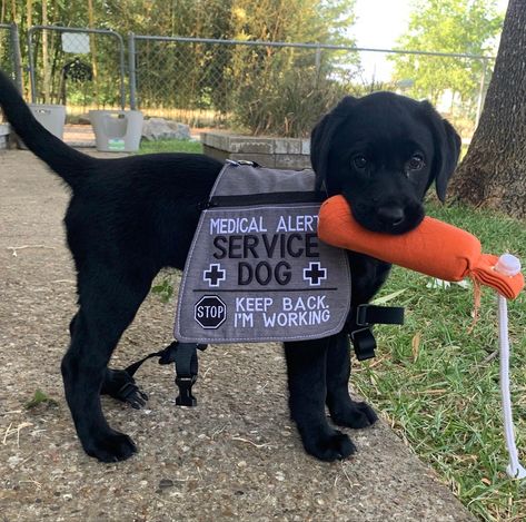 Black Lab Service Dog, Australian Shepherd Service Dog, Labrador Service Dog, Lab Service Dog, Dog Vest Diy, Black Lab Puppy, Psychiatric Service Dog, Dog Training School, Service Dogs Gear