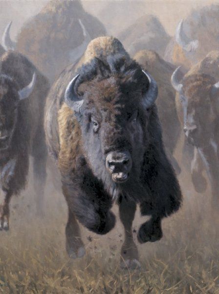 Buffalo charging. Buffalo Pictures, Buffalo Animal, Bison Art, Buffalo Art, American Bison, Majestic Animals, Wildlife Animals, Wildlife Art, Animal Photo