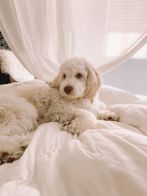 Cavachonpoo, cavapoo, puppy, puppies, white puppy, poodle mix White Poodle Aesthetic, White Cavapoo, White Poodle Puppy, Poodle Aesthetic, White Cockapoo, White Fluffy Puppies, Charlotte Sands, White Labradoodle, Cavapoo Puppy