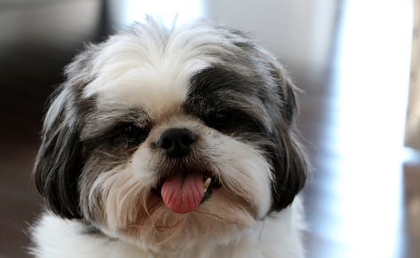 Le Shih Tzu, une petite boule de poils à l’allure fière Shih Tzu Clothes, Why Do Dogs Lick, Teacup Shih Tzu, Shih Tzu Breeders, Black Shih Tzu, Perro Shih Tzu, Chien Shih Tzu, Shih Tzu Grooming, Miniature Puppies