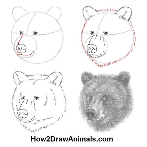 Grizzly Bear Drawing, Deer Pics, Bear Face Drawing, Grizzly Bear Tattoos, Bear Logo Design, Bear Sketch, Bear Tracks, Bear Tattoos, Bear Paintings