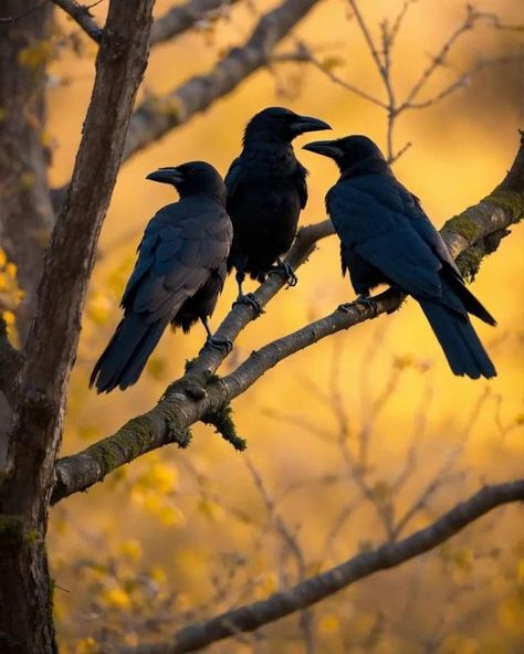 Crows In Trees, Three Crows Tattoo, Crow Reference, Crow Story, Three Crows, Gouache Ideas, Crow Perched, Crow Photography, Black Bird Fly