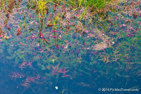 Looking into the depths of a cranberry bog December Classroom Activities, Cranberry Farm, Cranberry Art, Ocean Spray Cranberry, Cranberry Bog, December Activities, Ocean Spray, Fall Photo, Harvest Festival