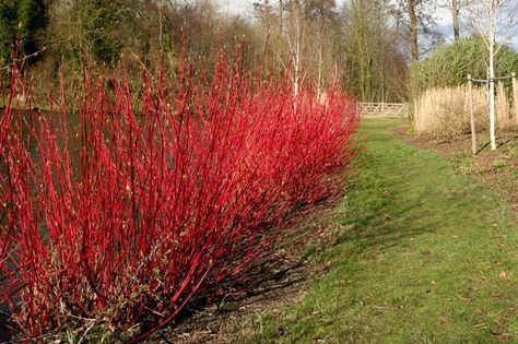 Red twig dogwood, Bright yellow and Winter white on Pinterest Dogwood Hedge, On Ground Pool, Maine Garden, Landscaping Backyard Ideas, Red Twig Dogwood, Hedge Plants, Basket Willow, Cottage Landscape, Twig Dogwood