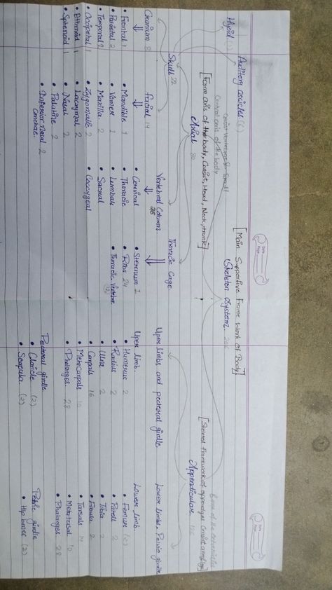 Bones Of Human Skeleton, Skeleton Bones Anatomy, Bones In The Body Human Anatomy, 206 Bones Name List, Hip Bone Anatomy Notes, 206 Bones Human Skeleton, Skeleton System Notes, Bones Notes, Biology Class 11