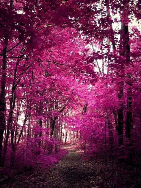 Viva Magenta Aesthetic, Colour Asthetics, Magenta Aesthetic, Surreal Photography, New Retro Wave, Color Vibe, Pink Trees, Old Camera, Rose Pastel