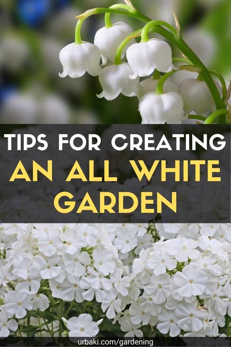 White Flower Beds In Front Of House, White Gardens Landscaping, White Flower Landscaping, White Flower Planter Ideas, White Flower Garden Landscaping Ideas, White Cottage Garden, White Flower Garden Ideas, White Flowers In Pots, White Annual Flowers