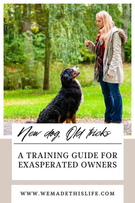 A Dog Training Plan For Exasperated Owners How To Train An Older Dog, Dog Training Plan, Working Dog Breeds, Puppy Training Schedule, Dog Training School, Therapy Animals, Dogs Training, Dog Training Videos, Working Dog