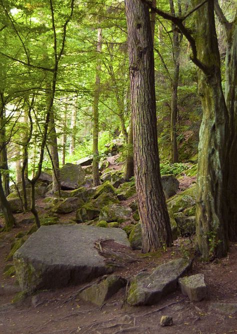 North American Forest, Thunderclan Camp, Woodland Interior, Town Scape, Landscape Dark, Environment Reference, Pencil Test, Animal Watercolor, Earthy Aesthetic