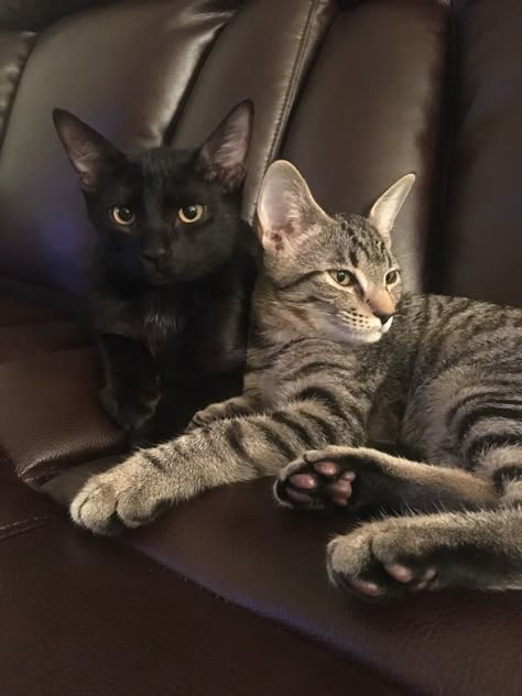 Black And Tabby Cats Together, Black Cat And Tabby Cat Together, Black Cat And Grey Cat Together, Black And Brown Cats Cuddling, Gray Cat And Black Cat, Brown Cat And Black Cat, Black And White Tabby Cat, Black And Brown Cats Together, Grey Cat And Black Cat