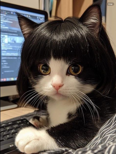 Asian Cat, White And Black Cat, Rare Cats, Cute Little Kittens, Silly Cats Pictures, Cat Woman Costume, Funny Cute Cats, Silly Cats, Cute Creatures